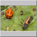 Marienkaeferpuppe und Larve - Harmonia axyridis 03.jpg